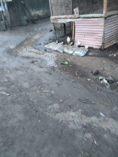 The scene in Juja ward, Kenya, presents a muddy, unpaved outdoor environment with a shallow stream of murky water flowing diagonally from the left foreground towards the right background. The ground is dark earth, appearing wet and uneven. Along the right bank of the stream, several light-colored sacks are irregularly positioned. Three white domestic chickens are visible near these sacks and the water; one stands prominently on a sack, displaying yellow legs, while two others are partially obscured nearby. Scattered debris, including twigs, green leafy matter, and small pieces of trash, is present on the ground and within the water. In the background, a rudimentary structure built from rough wooden posts and reddish-brown corrugated metal sheets is partially visible. No human subjects are present.