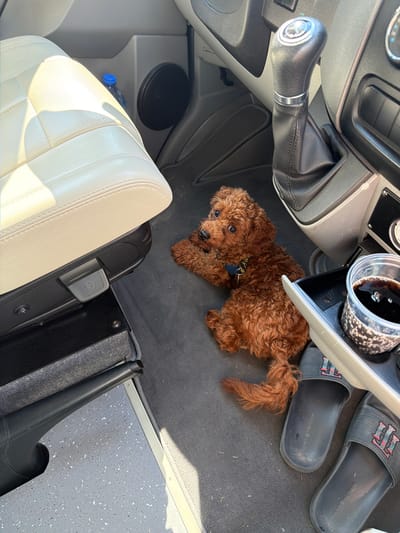 A small, brown, curly-haired dog lies on the floor of a vehicle, possibly a camper van, in Kulata, Bulgaria. The dog appears to be a puppy. Next to the dog are a pair of dark blue slide sandals with the logo "TH" in red and green. In the background, a white leather seat is visible, as is the gear shift of the vehicle. A cup holder contains a clear plastic cup filled with a dark liquid, possibly soda. The floor of the vehicle is carpeted in dark gray. The overall environment suggests a journey or a stop during travel.