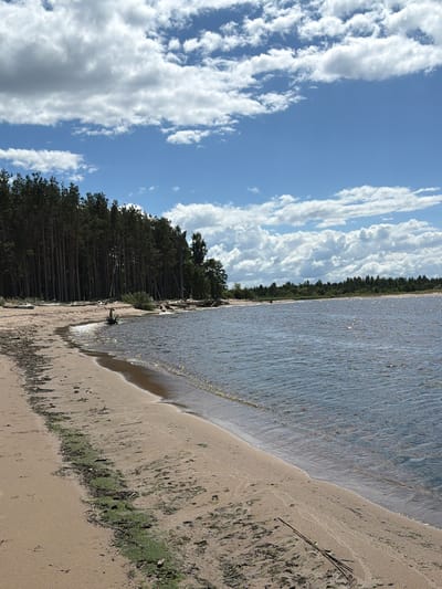 This is a medium shot, eye-level, outdoor photograph taken on a sunny day at the Lilaste beach in Lilaste, Latvia. The image depicts a sandy beach on the left side of the frame, with the calm, blue water of a lake or sea on the right. A line of dark green pine trees stretches across the background along the shoreline. The sky is a bright blue, dotted with fluffy white clouds. The sand on the beach is light brown and appears to be damp near the water's edge. There are patches of green seaweed or algae visible on the sand. Scattered pieces of driftwood are present on the beach, with one larger piece near the water in the mid-left of the frame. The water is slightly rippled and reflects the sunlight, creating a shimmering effect. The overall scene is peaceful and natural.