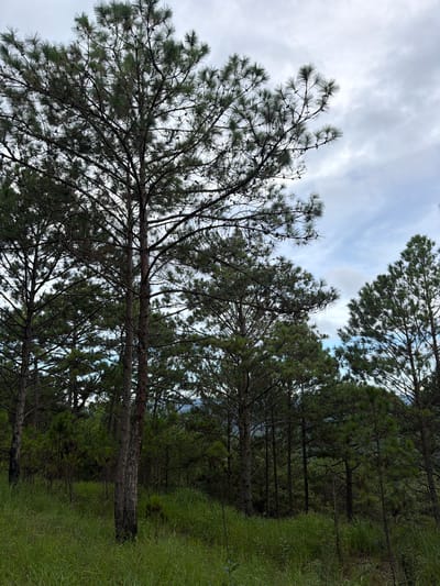 A forest of tall pine trees, characteristic of the Xuan Truong area in Da Lat, Vietnam, dominates the frame. The trees are densely packed, with their evergreen needles creating a dark green canopy. Some trees are silhouetted against a cloudy sky, with patches of lighter blue visible. The ground is covered in a thick layer of tall, green grass, which appears slightly overgrown. The overall impression is one of a natural, somewhat wild, and cool environment.