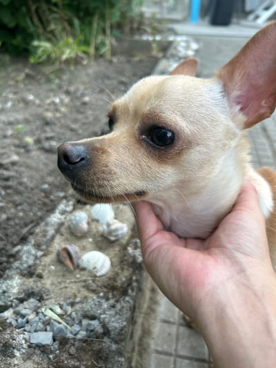 A light-colored chihuahua dog is being held by a human hand. The dog is looking to the left, with its head tilted slightly. Its ears are perked up, and its eyes are dark and shiny. The hand is gently cupping the dog's chin. In the background, there is a gray, rough surface with small gray pebbles and some seashells. Beyond that, there is out-of-focus green foliage and a hint of a tiled surface. The scene appears to be outdoors, possibly in a garden or yard. There is no identifiable location in the city of Salmanovo, Bulgaria.