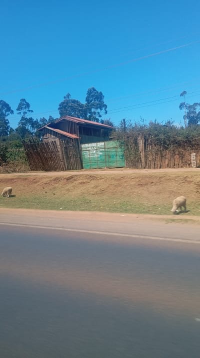 A rural scene features a roadside view. On a grassy bank sits a wood-framed building next to a green metal gate labeled "Nyambari Saw Mills". Two sheep graze on the grass. Behind the building is a fence constructed of vertical wooden slats. In the background, trees are visible against a clear blue sky. A road fills the lower portion of the image.