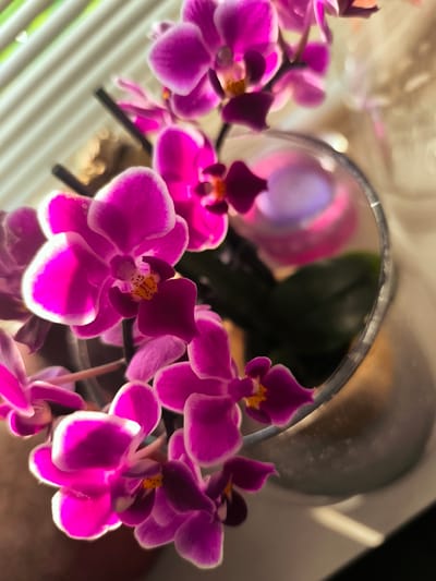 The image shows a close-up of a cluster of vibrant pink orchids in a glass vase. The orchids have delicate white edges on their petals and yellow centers. They are arranged on stems, with some leaves visible behind them. The vase is clear and has a metallic sheen, reflecting the light. In the background, there is a soft focus of a light-colored wall with horizontal blinds, suggesting an indoor setting, possibly a home or office. A diffused purple and pink light emanates from a source behind the orchids, possibly a candle or lamp, casting a warm glow. The overall lighting suggests it is either daytime with sunlight filtering through blinds or artificial lighting designed to create a cozy ambiance. The scene evokes a sense of tranquility and natural beauty. The location context of Almere, Netherlands, is noted but not visually apparent within the image itself. There is no visible text in the image.