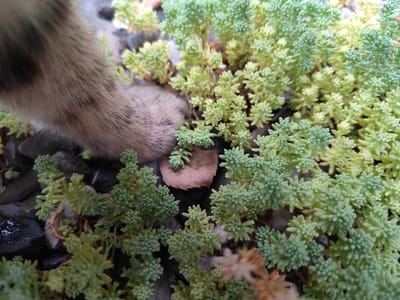 A close-up shot shows a fluffy cat paw resting on a bed of small, light green succulents and dark gray pebbles. The paw, striped with brown and tan fur, gently touches the plants. A single dry, brown leaf lies amongst the greenery. The background is blurred, but appears to be an outdoor setting with more rocks and plants. The scene is likely in Beglaya, Russia, given the prompt.