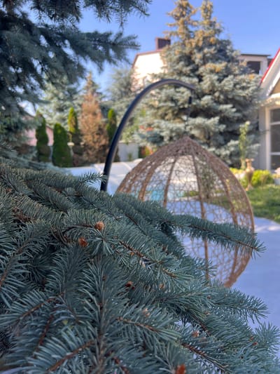 In Fontanka, Ukraine, a close-up shot of a blue spruce branch dominates the foreground, its needles sharp and distinctly blue-green against a softly blurred background. Behind the branch, a large, woven, egg-shaped hanging chair is visible, suspended from a dark, curved stand. The chair appears empty. Further in the background, a variety of trees are present, some evergreen and others with a more autumnal, brown hue. Residential structures, including parts of houses with pale and reddish exteriors, are partially visible among the trees. The sky above is a clear, bright blue, suggesting a sunny day. The overall impression is of a tranquil outdoor residential setting.
