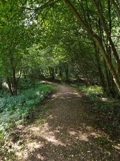 The image depicts a sun-dappled forest path winding through a dense canopy of green trees. The path is covered with gravel and scattered leaves, and sunlight filters through the leaves, creating dappled patterns on the ground. Lush green vegetation, including bushes and undergrowth, flanks the path, creating a natural and verdant environment. The trees are primarily deciduous, with their branches forming an arched tunnel over the path. The scene suggests a tranquil and natural setting within a wooded area. There are no people or specific identifiable objects that would indicate a precise location within the city of Uniejów, Poland. The overall impression is one of a shaded, well-maintained trail in a healthy forest ecosystem.