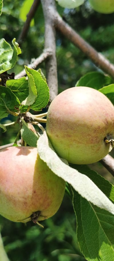 Two apples hang from a tree branch, with green leaves surrounding them. The apples are a light green and pinkish-red color. The background is a blur of green foliage and a brown tree branch. The scene is outdoors and appears to be a sunny day.
