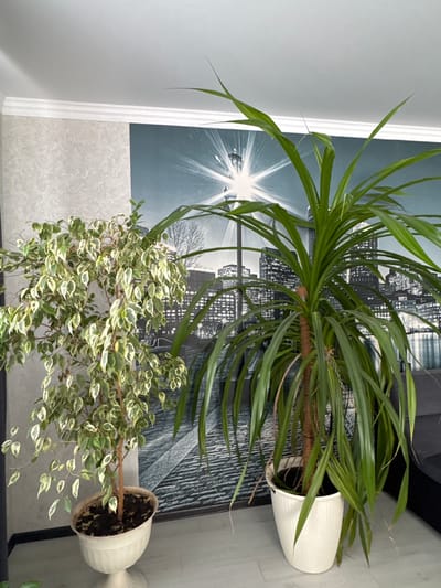 This image depicts an indoor scene with two potted plants situated in front of a large mural. The mural features a nighttime city skyline with illuminated buildings and a bright light source, possibly a streetlight, emanating rays. The plant on the left is a ficus with variegated green and white leaves, planted in a decorative white pot. The plant on the right is a tall, slender plant with long, green, strap-like leaves, also in a white pot. The background includes a textured gray wall and a white ceiling with crown molding. The floor appears to be a light-colored laminate or tile. There are no people visible in the image. The location is specified as Fastovetskaya, Russia.