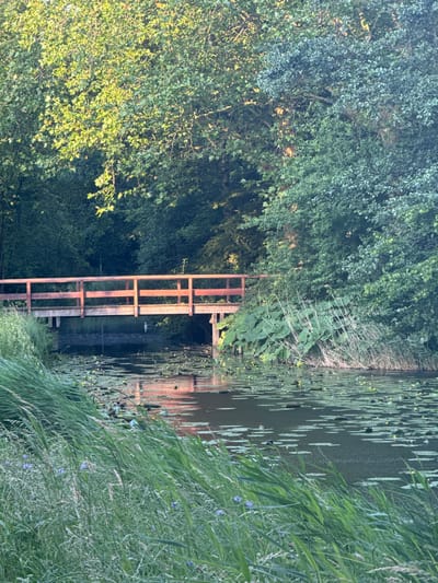 The image depicts a tranquil waterside scene in Amstelveen, Netherlands. The perspective is from water level, looking towards the shore. The main subjects are the natural elements of the environment: lush green trees and foliage dominate the left side of the frame, with sunlight dappling through the leaves, suggesting a sunny day. On the right side, a calm body of water is visible, partially covered with lily pads, many of which are a pale green. Small yellow flowers dot the water's surface. Tall grasses and reeds grow along the water's edge, adding to the wild, natural feel of the scene.
A man-made structure, a wooden platform or jetty, is partially submerged in the water and extends into the scene from the bottom. It appears to be made of weathered wooden planks and beams, with a somewhat rustic or aged appearance. This structure breaks the natural uniformity of the scene and serves as a focal point.
The time of day appears to be late afternoon or early evening, given the warm light and long shadows cast by the trees. The weather seems pleasant and calm, with no indication of wind or rain. The overall mood is peaceful and serene, inviting a sense of quiet contemplation. No people are visible in the image, and there is no visible text.