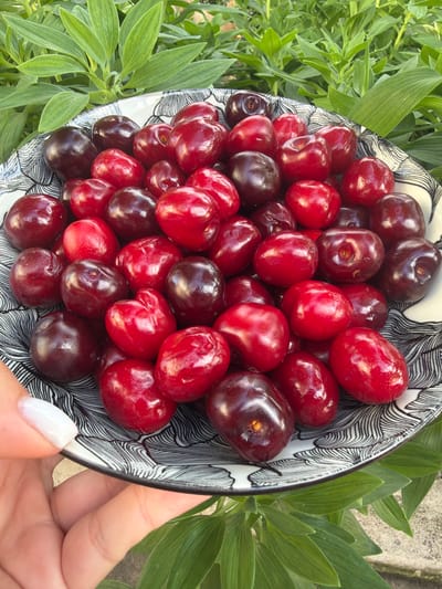 A bowl of ripe cherries is held in a hand with white nail polish, positioned against a backdrop of lush green foliage. The bowl is decorated with black and white patterns. The location cannot be determined from the image alone, and the city of Galabovo, Bulgaria, cannot be verified.