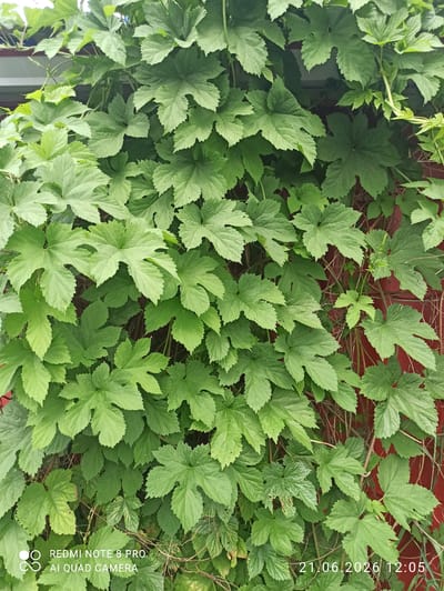 A close-up, eye-level, vertical full shot captures a dense wall of green foliage against a dark red background. The leaves are broad, with distinct lobes and serrated edges, appearing healthy and vibrant. Some leaves are larger and more deeply lobed, while others are smaller and more rounded, suggesting a variety of growth stages or perhaps different plants. Thin, woody vines are visible snaking through the leaves, indicating a climbing plant. The red background appears to be a wall or structure, with subtle texture visible through the leaves. The lighting is diffuse, suggesting an overcast day or shade, with no harsh shadows. The image contains a watermark in the lower left corner that reads "REDMI NOTE 8 PRO AI QUAD CAMERA" and a date and time stamp in the lower right corner that reads "21.06.2026 12:05". The scene is static and shows no signs of human presence or activity. The location is identified as Sovetskiy, Russia, implying an outdoor urban or suburban environment where such vegetation might be cultivated or grow wild.