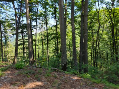 The image captures a lush forest with tall trees and dense foliage, likely in the vicinity of Borima, Bulgaria. The sunlight filters through the canopy, creating dappled patterns on the forest floor, which is covered in fallen leaves and undergrowth. The scene is serene and natural, with no visible signs of human activity. The trees are predominantly deciduous, with their leaves in full bloom, indicating a warm season. The terrain appears to be slightly sloped, typical of a forested hillside.