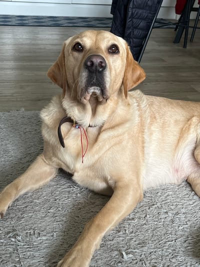 A tan Labrador Retriever lies on its back on a gray, shaggy carpet. Its head is turned to face the camera, with its mouth slightly open and brown eyes visible. The dog wears a dark brown collar with a red tag attached. The background includes a section of wood-look flooring with a blue and white patterned trim, and a black object near the top left of the frame, possibly part of a chair or other furniture. No people are visible. The location is specified as Borough of Runnymede, United Kingdom, but there is no evidence of this information in the image.