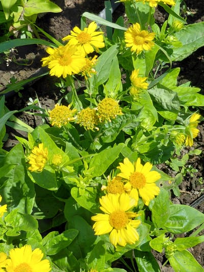 This is a medium-angle, high-angle shot of a patch of blooming yellow flowers in Vasylivka, Ukraine. The flowers have bright yellow petals and distinct yellow centers, and they are surrounded by lush green foliage. Some of the flowers are fully bloomed, while others are still in bud. The scene appears to be outdoors, with the flowers growing in soil. The lighting suggests it is daytime, possibly a sunny day given the bright colors and shadows cast by the leaves. There is no visible text in the image. The overall mood is natural and vibrant, showcasing the beauty of blooming flowers in a garden or natural setting.