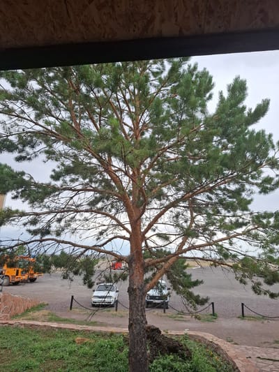 This media file shows an outdoor scene with a large pine tree dominating the foreground, its branches extending across the frame. The tree's needles are a vibrant green, and its bark is textured and brown.
In the background, several vehicles are visible. A white SUV is parked on a gravel lot, and behind it, a red vehicle and a yellow truck are also present. A chain fence with black posts runs along the edge of the parking area, separating it from a grassy area and a stone border. The ground is a mix of gravel and dirt.
The sky appears overcast, suggesting a cloudy day. The lighting is diffused, indicating it might be daytime, possibly in the morning or late afternoon. The overall impression is one of a somewhat rustic or natural setting, possibly a rural area or a park. There is no visible text in the image. The scene does not depict any people or specific events. The location is identified as Molodezhny, Kazakhstan.