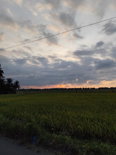 The media file presents a serene rural landscape at dusk in Glumpangbungkok, Indonesia. A vast green rice field dominates the middle and lower portions of the frame, showing varied shades of green and yellow-green.
The sky is largely covered by an expanse of dark, heavy gray clouds, creating a dramatic overhead canopy. Along the horizon, a striking band of orange, yellow, and soft pink light from the setting sun breaks through, illuminating the cloud edges and the distant landscape.
Several dark power lines extend horizontally across the upper half of the image, contrasting with the cloudy sky. To the left, a cluster of tall palm trees are silhouetted against the fading light. A line of distant trees and vegetation forms a dark outline along the horizon, with a small, indistinct structure, possibly a hut, visible on the far right. A lamp post is also faintly visible in the mid-distance on the left.
The immediate foreground on the bottom left shows the edge of an asphalt road or path, flanked by dense green and brown roadside vegetation. A crumpled blue plastic bag is visible among the weeds near the road's edge.
The time of day is sunset or twilight, characterized by the warm glow on the horizon and the overall subdued lighting. There are no people or explicit activities depicted. No text is visible in the image.