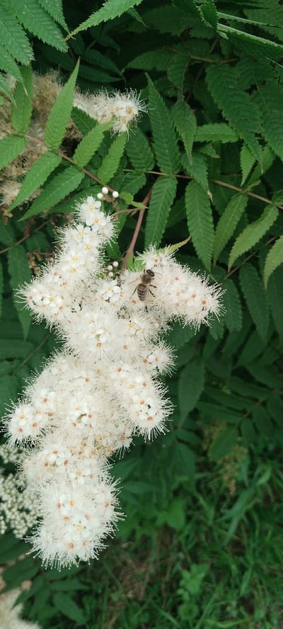 A bee is perched on a cluster of small white flowers with prominent stamens, surrounded by green foliage. The background consists of dark green leaves and some dry grass. This scene is located in Karpinsk, Russia.