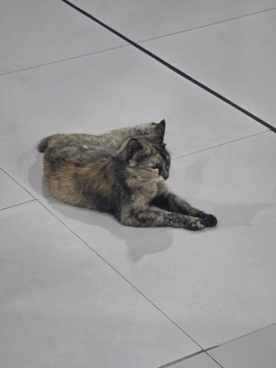 A tortoiseshell cat is curled up and resting on a tiled floor. The cat is viewed from above, with its head turned to the left, showing its face and ears. Its body is coiled into a tight ball, with its legs tucked underneath. The fur is a mix of brown, black, and tan patches, characteristic of a tortoiseshell pattern. The floor is made of large, light gray tiles with dark gray grout lines. Two thin black lines, possibly wires or string, run diagonally across the scene, one to the left of the cat and one further to the right. The lighting suggests it is indoors, possibly a hallway or patio. There is a soft shadow cast by the cat. The scene appears to be calm and peaceful, with the cat seemingly comfortable and relaxed. The context of the City of Medan, Indonesia, provides a general geographical location. No text is visible in the image.