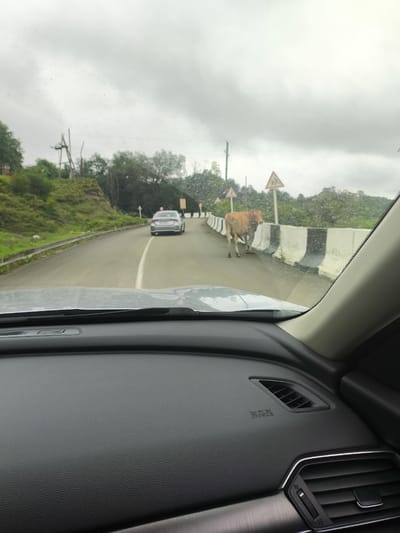 The image, taken from inside a vehicle, shows a two-lane road curving through a green, hilly landscape under a cloudy sky. On the right side of the road, a beige cow stands facing left, partially obscured by a concrete barrier. There are two yellow triangular warning signs with black symbols on posts near the cow. Further down the road, a silver sedan is in motion, traveling away from the camera. The road appears to be wet, suggesting recent rain. The interior of the vehicle is visible in the foreground, with the dashboard and windshield dominating the lower part of the frame. The scene is consistent with a rural or semi-rural setting in the vicinity of Gaghma Nogha, Georgia, known for its mountainous terrain and winding roads.