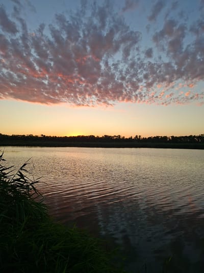 The image depicts a tranquil lakeside scene at sunset in Novolokinskaya, Russia. The sky is a canvas of soft blues and oranges, with scattered clouds tinged pink by the fading sunlight. A line of dark trees marks the horizon, separating the sky from the calm, rippling water. In the foreground, dark green reeds and grasses are partially visible along the left bank, adding a touch of natural detail to the serene landscape. The water reflects the warm hues of the sky, creating a peaceful and picturesque atmosphere. There are no people or animals visible in the image, and no specific actions or interactions are taking place. The environment is natural and undisturbed, characteristic of a rural or natural setting near Novolokinskaya.
