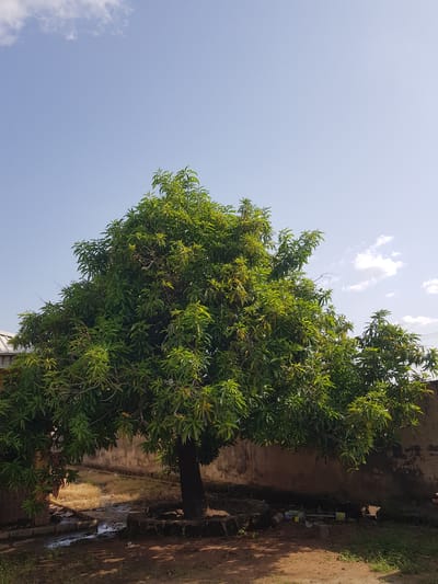 The media file depicts a full-shot, vertically oriented image of a large, leafy green tree. The tree occupies the right side of the frame, its branches and foliage extending upwards and towards the left. The sky, a clear, pale blue, fills the left portion of the image with a few scattered white clouds visible towards the top.

The tree appears to be in a natural or semi-natural setting. To the right of the tree trunk, there is a low, aged wall, appearing to be made of concrete or plaster, showing signs of wear and some darker patches. Beyond the wall, a patch of dry, yellowish grass is visible, suggesting a possibly arid or dry season. On the ground to the right of the wall, a dirt path or area is present, with dappled sunlight casting shadows. Some debris, including what appear to be discarded containers or bottles, are visible along the edge of the wall.

The lighting suggests it is daytime, likely late morning or early afternoon given the angle of the sun and the shadows. The weather appears fair and clear.

There is no visible text in the image. The overall impression is one of a serene, outdoor scene, possibly in a residential or semi-rural area of Palade, Nigeria. No people are visible in the image.