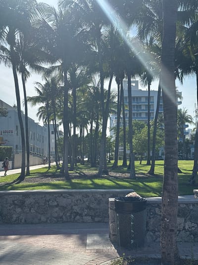A view of a park in Miami Beach, Florida, located at latitude 25.771, longitude -80.132. The park is bordered by a low stone wall and is covered in short, green grass. Tall palm trees line the edge of the park, blocking a view of the street behind. Behind the palm trees, a white multi-story building with balconies can be seen. In the distance, a single person is walking on the sidewalk. In the foreground, a metal trash can sits near the wall, partially in shadow. The sun is shining brightly, causing a lens flare in the photo.