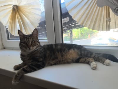 A tabby cat lies on a windowsill in Verkhnetemernitsky, Russia. The cat is predominantly brown and black with some lighter tan fur on its belly and paws. It is lying on its side, facing the camera, with its front paws extended. The windowsill is white and appears to be made of plastic. Behind the cat, a window shows an outdoor scene with trees and buildings visible. There are light-colored, pleated blinds hanging on the window. The lighting suggests it is daytime.