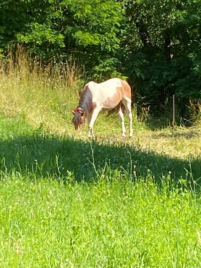 A horse with a brown and white coat stands in a grassy field. The horse is facing away from the camera and appears to be grazing. The field is lush and green, with some wildflowers scattered throughout. In the background, there are trees and a wooden fence. The sun is shining, casting a warm glow on the scene. The time of day appears to be midday, and the weather is clear and sunny. The overall impression is one of peaceful tranquility. There is no visible text in the image.