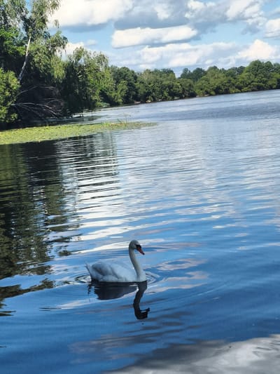 A white swan is swimming in a blue lake near a wooded shoreline. The swan is in the lower right quadrant of the image, with its reflection visible in the water. The lake is calm with ripples on the surface. The shoreline is lined with lush green trees and some lily pads are visible on the water's edge in the upper left portion of the image. The sky is blue with scattered white clouds. The scene appears to be a natural outdoor setting.
