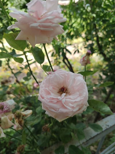 A close-up, eye-level shot captures a light pink rose in bloom, its petals delicately unfurling. The rose is positioned in the foreground, slightly off-center to the right, with its stamens visible in the center. Behind it, another rose, also light pink, is partially visible at the top left of the frame. The background consists of lush green foliage and dappled sunlight, suggesting an outdoor setting. In the lower left and mid-ground, several dried and wilting rose heads are present, along with green leaves and stems. A white, weathered railing runs diagonally across the bottom right of the image. The scene appears to be a garden in Sarikishti Poyon, Tajikistan.