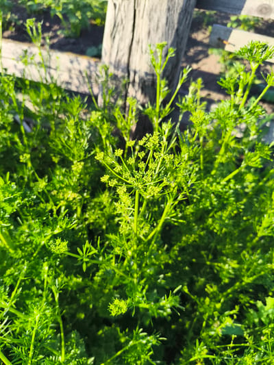 The image shows a close-up, outdoor shot of bright green, leafy plants, likely herbs, in what appears to be a garden setting. The plants have delicate, feathery foliage and some have small clusters of green buds or flowers. In the background, a weathered wooden post and a wooden fence are visible, along with dark soil and sunlight casting shadows. The overall impression is of a lush, sun-drenched garden. The location is stated as Ilmino, Russia.