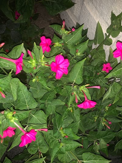 This media file captures a close-up view of a dense cluster of pink four o'clock flowers (Mirabilis jalapa) in Surakhany Raion, Azerbaijan. The flowers are in various stages of bloom, with some fully open and others still as tight buds. The petals are a vibrant, saturated pink, and some appear slightly translucent. The plants have abundant green foliage with broad, ovate leaves. Small green calyxes are visible supporting the flowers and buds. The lighting suggests it might be late afternoon or evening, or perhaps an overcast day, given the soft, diffused light and the slight shadows. The background is a textured, light-colored wall, possibly stucco or concrete, on the left side, and darker, out-of-focus foliage or ground cover in the lower and right portions of the image. There are no people or animals visible, and the scene is focused entirely on the botanical subject. The overall impression is one of lush, natural beauty. No text is visible in the image.