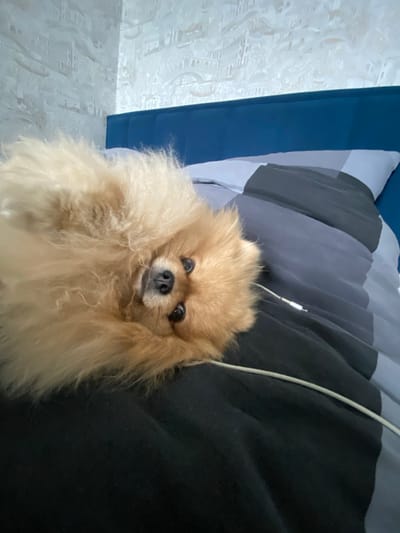 The media file is a close-up, high-angle shot of a fluffy Pomeranian dog resting on a bed. The dog is light brown with large, dark eyes and a slightly mischievous expression. Its fur is voluminous, giving it a rounded appearance. The dog's front paws are raised, as if it's reaching out or playing.
The background consists of a bed with a patterned duvet cover in shades of gray, black, and a light blue. To the left, a section of a blue pillow or headboard is visible. A white charging cable is also present, draped over the bedding. The overall impression is one of a relaxed, indoor setting, possibly a bedroom.
The lighting suggests it is daytime, but the exact time is not discernible. There are no external environmental cues like weather conditions. The emotional tone conveyed by the dog is playful and engaging. No visible text is present in the media file. The location context is Severodvinsk, Russia.