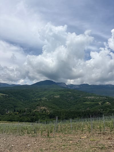The image depicts a vineyard in Chaika, Ukraine, with a backdrop of lush green mountains under a dramatic sky filled with cumulus clouds. In the foreground, rows of young grapevines are neatly arranged on trellises, with tilled soil in between. The vineyard appears to be in a rural area, possibly on the outskirts of the city. The mountains in the distance are covered in dense vegetation, with some rocky outcrops visible at the peaks. The sky is a mix of blue and grey, with large, puffy clouds casting shadows over the landscape. The overall impression is one of a serene and picturesque countryside.