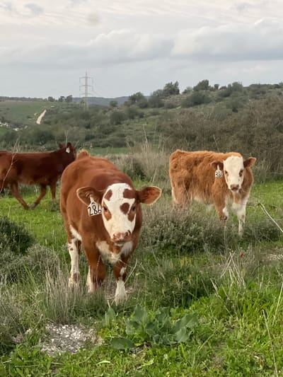 Three brown and white calves graze in a grassy field, one with a visible tag marked "286." Rolling hills and trees form the backdrop under an overcast sky. An electrical tower stands in the distance. The focus is on the animals in their natural environment.