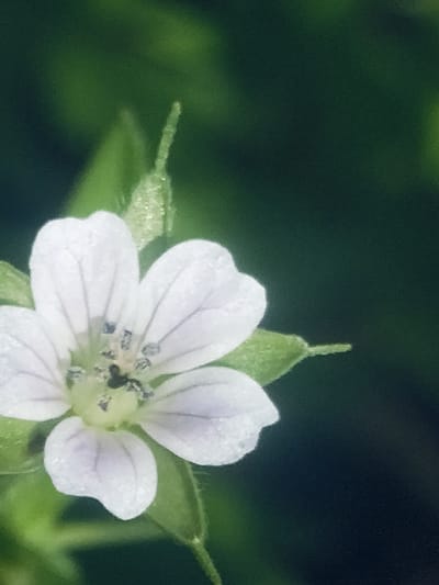 The image is a close-up, vertically oriented photograph of a delicate white flower with five petals. The flower is in focus, revealing intricate details such as faint purple veins on the petals and tiny black structures at its center. The petals appear slightly curved and have a soft texture, possibly with water droplets. The flower is surrounded by lush green foliage, some of which is out of focus, creating a soft, blurred background. A small, green bud or sepal is visible to the right of the flower, also slightly out of focus. The lighting suggests it is daytime, possibly in a natural, outdoor setting like a garden or wild area. There is no visible text in the image. The overall mood is serene and focused on the natural beauty of the small flower. The location context is Akbasheva, Russia.