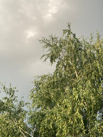 This is a medium shot, vertically oriented photo of a tree canopy against a cloudy sky. The leaves are green and appear to be in motion, suggesting a windy day. The sky is overcast with some lighter patches, indicating diffused sunlight, possibly during the day. The scene is a natural outdoor setting, likely a park or forest given the dense foliage of the tree. There are no people or text visible in the image. The location context provided is "Ракиты, Russia."