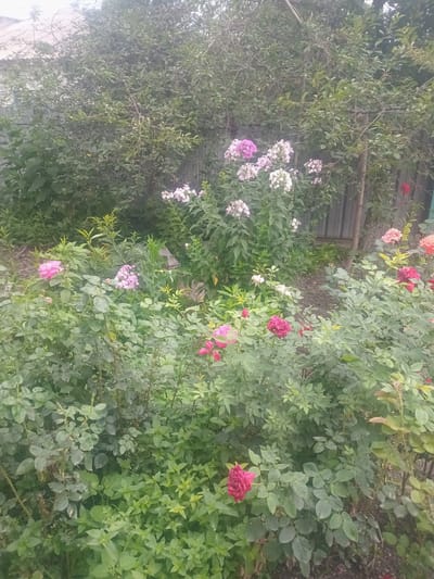 The image depicts a close-up view of a garden with lush green foliage and various flowering plants. In the foreground, several rose bushes are visible, with blooms in shades of pink, red, and a lighter peach or apricot hue. Some roses are fully open, while others appear to be in bud or partially opened. The leaves of the rose bushes are dense and varied in shape.
Interspersed among the rose bushes are clusters of phlox flowers, predominantly in white and pink. These flowers are arranged in tall, spire-like clusters. The background is dominated by the dense, green leaves of trees and shrubs, creating a somewhat wild and overgrown appearance. A weathered wooden fence is partially visible behind the plants, suggesting a property boundary. The ground beneath the plants is covered in mulch or dark soil. The overall scene suggests a naturalistic garden setting, likely a private yard or allotment. No people are present in the image. The location provided, Jıbek joly, Kazakhstan, contextualizes this as a scene in a natural or semi-natural environment within that region.