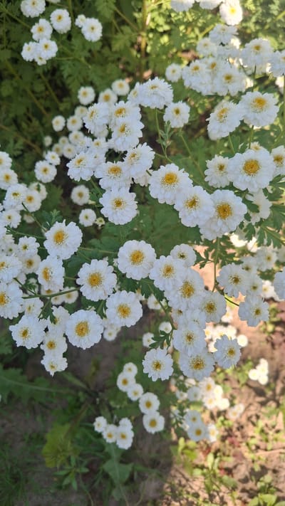 The image shows a close-up of a dense cluster of white flowers with yellow centers, likely in a garden setting. The flowers are small and have many delicate petals. The background consists of green foliage and a patch of what appears to be soil or ground cover, with some dappled sunlight creating highlights and shadows. The scene is natural and appears to be outdoors. The image does not contain any people. The location specified is Дзямідавіцкі сельскі Савет, Belarus, and the image depicts a garden within this region.