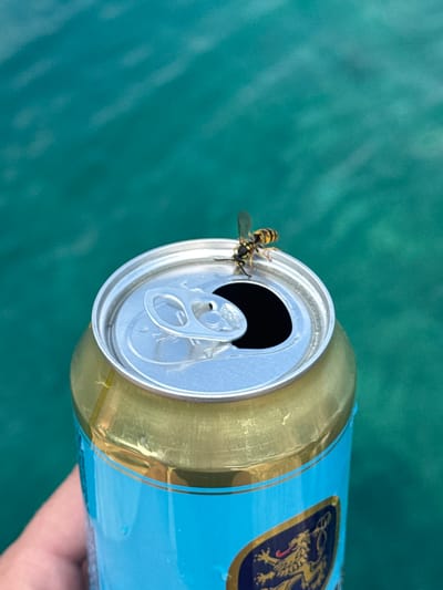 A wasp is perched on the open tab of a light blue aluminum can. The can has a gold band around the top and a dark blue and gold emblem on its side, featuring a mythological creature. The can is held by a hand, partially visible at the bottom right. The background is a blurry, teal-colored surface, likely water, suggesting an outdoor setting. The lighting and the presence of the wasp indicate it might be daytime and warm. The scene is set in Dubraljevina, Montenegro. There is no visible text on the can apart from the emblem.