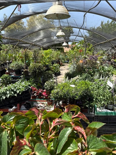 A greenhouse in Beit Hanan, Israel, with a metal frame covered in black netting. The greenhouse is filled with rows of potted plants of various species. There are two hanging lights, one directly over the center aisle, and another off to the left of the frame. The sun is shining brightly, and the plants are green and healthy. The ground is covered in a layer of mulch. The image is taken from a low angle, looking up at the plants. The image is in focus and well-lit. The greenhouse is in a residential area. The plants in the foreground are a variety of shrubs and flowers, including begonia, salvia, and lavender. The plants in the background are a variety of trees and shrubs. The greenhouse is located in Beit Hanan, Israel, at latitude 31.93 and longitude 34.774. The image shows a variety of plants being cultivated in a greenhouse.