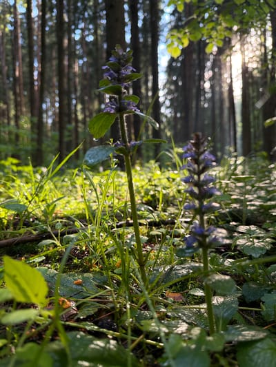The image shows a low-angle view of a forest floor or undergrowth, likely located in Troitsk, Russia, given the prompt. The foreground is filled with lush green foliage, including grass, leaves, and what appears to be a plant with purple flowers. The vegetation is damp, suggesting recent rain or dew. The background is blurred, but visible through the plants are rows of trees, implying a wooded area. The lighting suggests it is either early morning or late afternoon, with the sun low in the sky, casting a soft glow through the trees. There are no people or animals visible in the image. The overall scene is one of a peaceful, natural environment.