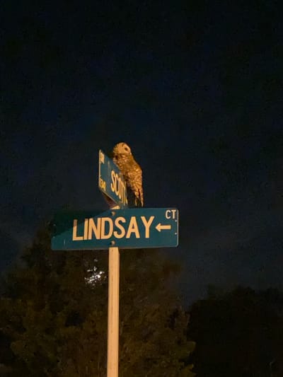 In the city of Elizabeth City, United States, at night, an owl perches on a street signpost. The owl, with its distinctive patterned plumage, sits atop a teal street sign indicating "LINDSAY CT" with an arrow pointing left. Above this sign is another teal sign with "SCOTT" in white letters and a number "134". The background is a dark, cloudy night sky, with the faint glow of a light source visible through the trees below. The trees are dark and leafy, suggesting a wooded or suburban area. The overall scene captures a moment of wildlife encountering urban infrastructure in the quiet of the night.