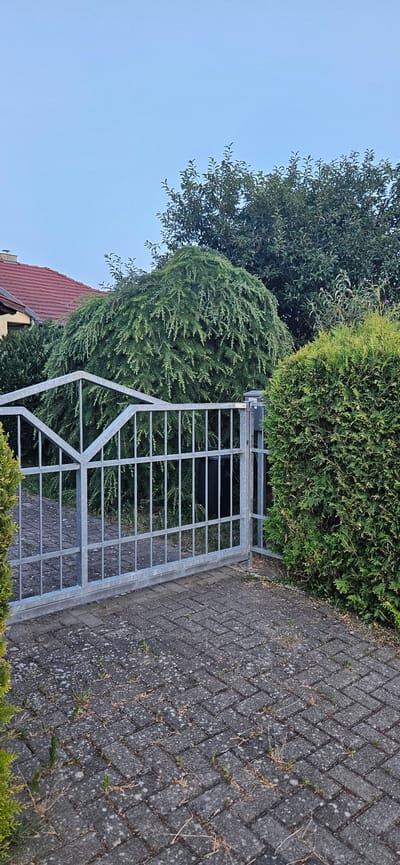 A metal gate, with vertical bars and a diamond-shaped reinforcement, stands open on a paved driveway. Beyond the gate, a large, weeping evergreen tree with drooping branches dominates the scene. To the right of the gate is a neatly trimmed, dense green hedge. In the background, a house with a red tile roof is partially visible, along with other trees and foliage. The sky is a pale, clear blue. The location is identified as Hévíz, Hungary.