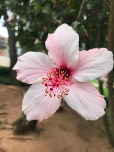 A single hibiscus flower is prominently centered, exhibiting five light pink petals with darker pink veins extending from its deep reddish-pink core. A central pink style protrudes, capped by five red stigmas, surrounded by numerous filaments bearing anthers covered in orange-yellow pollen. The background is out of focus, revealing dark green foliage from trees, a blurred brown architectural structure on the left, and light brown textured ground in the lower frame. The scene is located in Midrand, South Africa.