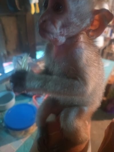 A close-up image features a young, light brown monkey held by a human hand, likely indoors in Ban Tai, Thailand. The monkey is the central subject, depicted in profile, looking towards the left with a focused and curious expression. It has soft, light brown fur, with darker skin around its eyes and prominent, rounded ears. The monkey's left hand grasps a small, clear, tube-like object, possibly a straw or a feeding tool.
The background is out of focus, indicating a shallow depth of field. Visible in the background are various household items: a light-colored bowl and a blue-lidded container, resting on a multi-colored surface with patterns of blue, white, and green. Other indistinct shapes and hues, including some yellow objects in the upper left, suggest a domestic and somewhat cluttered environment. The lighting appears artificial, casting a warm glow on the monkey. The scene depicts a quiet moment of interaction, possibly feeding or play, between the monkey and its human caregiver. No text is visible in the image.