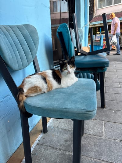A calico cat with white, black, and orange markings rests on a teal upholstered chair positioned on a paved sidewalk in Üsküdar, Turkey. The cat is facing the camera, with its head slightly turned to its left, its eyes open and alert. The chair has black metal legs and a teal upholstered seat and backrest. Behind the cat, another teal chair is stacked on top of it, with its legs pointing upwards. A blue painted wall forms the backdrop to the left of the scene. In the background, a man wearing a pink shirt and blue jeans walks away from the camera, carrying a white plastic bag. The environment appears to be an outdoor seating area of a shop or cafe, with a building visible in the background and a pavement made of interlocking grey stones.