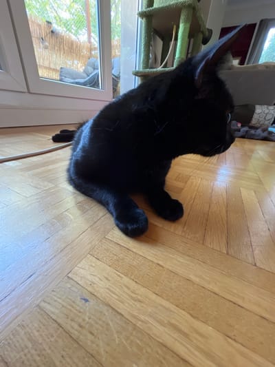 A black cat is sitting on a wooden floor in a residential setting. The cat is positioned in the lower right portion of the frame, facing to the right and slightly upwards. Its body is mostly visible, with its tail curled around its hind legs and its ears pointed upwards. The wooden floor is made of parquet flooring with a visible grain and texture. In the background, a large window with a view of outdoor greenery and a balcony is visible on the left. A cat tree with green carpeting and a hammock is also present in the background, to the right of the window. The lighting suggests an indoor environment with natural light coming from the window. The scene appears to be a domestic interior. The location is not specified in the image, but if this image were in L'Haÿ-les-Roses, France, it would depict a common scene within a house or apartment in that city.