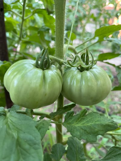 The image depicts two unripe green tomatoes growing on a tomato plant. The tomatoes are a pale green color with visible ridges and are attached to the stem by a calyx. The plant has fuzzy green stems and large, lobed green leaves. The background is blurred, showing more greenery and hints of other plants, suggesting an outdoor setting, likely a garden. The image appears to have been taken in Belashtitsa, Bulgaria, given the context provided. There are no people or other living beings visible in the image.