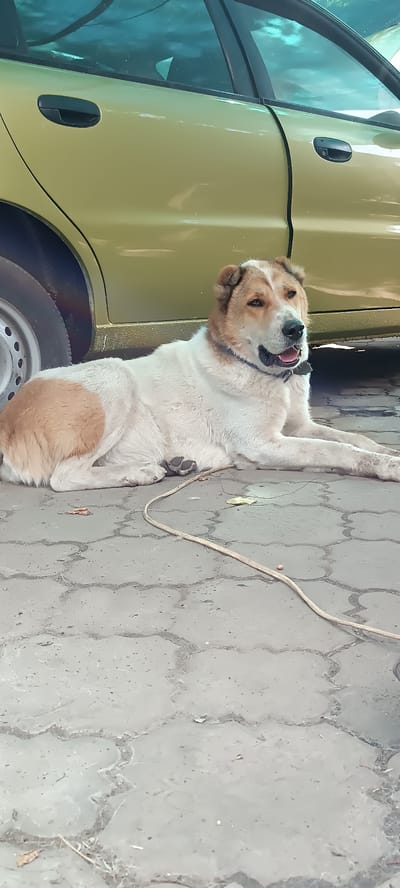 A large, light-colored dog with brown markings on its face and body lies on a patterned concrete surface next to a tan-colored car. The dog is wearing a dark collar. Its mouth is open, and its tongue is visible. The dog appears relaxed, lying on its side with its legs extended. The car is parked, and the side door and wheel are visible. The background shows a blue-tinted canopy or roof, suggesting an outdoor setting, possibly a carport or shaded area. The ground is made of interlocking concrete pavers arranged in a floral or star-like pattern. There are a few dry leaves scattered on the ground. A thin, light-colored rope or cord stretches across the ground in front of the dog. The lighting suggests it is daytime, and the scene appears to be in a somewhat rustic or outdoor environment. There is no visible text in the image. The location context is Tetianivka, Ukraine.